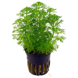 Ambulia - Limnophila Sessiliflora