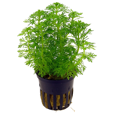 Ambulia - Limnophila Sessiliflora