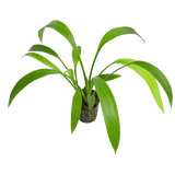 Echinodorus Subalatus pequeña