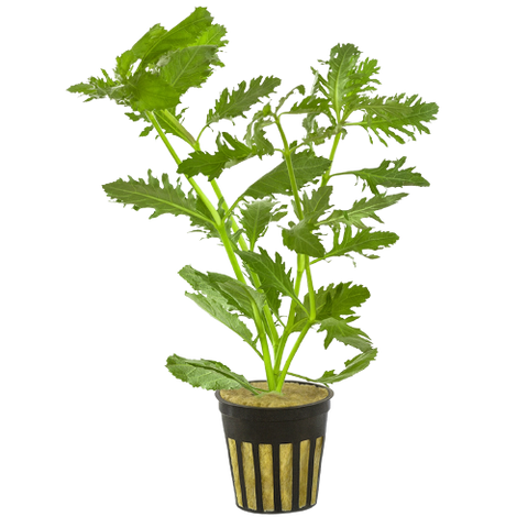 Hygrophila Difformis