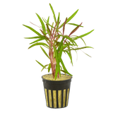 Hygrophila Sp Araguaia