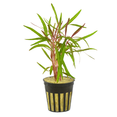 Hygrophila Sp Araguaia