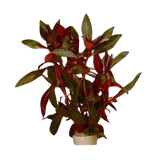 Ludwigia Glandulosa