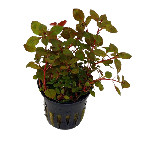 Ludwigia Sp Red Mini