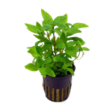 Staurogyne Sp. Repens