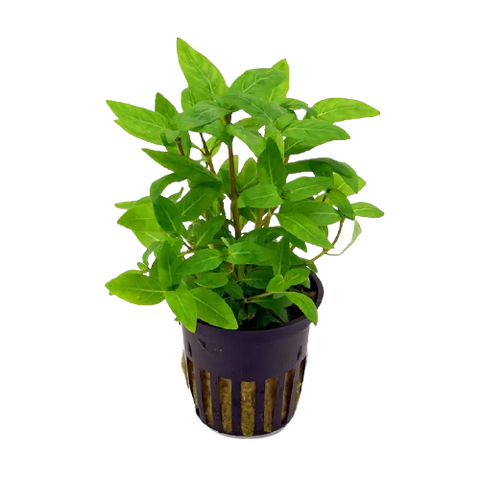 Staurogyne Sp. Repens