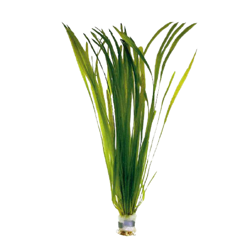 Vallisneria Americana