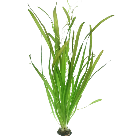 Vallisneria Gigante