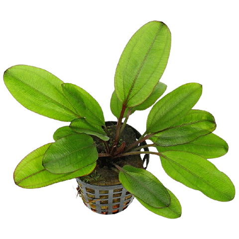 Echinodorus Kleiner Bar