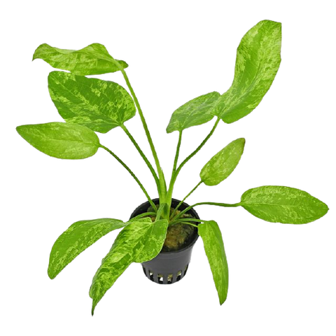Echinodorus Marble Queen
