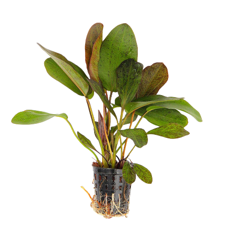 Echinodorus Ozelot Red