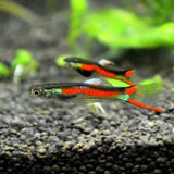 Guppy Endler (Pareja)