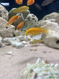 Ciclido Kakusa