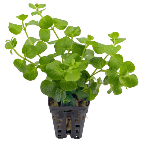 Lysimachia Nummularia