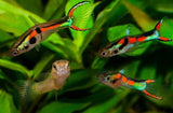 Guppy Endler (Pareja)