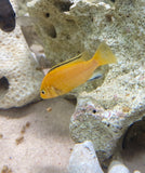 Ciclido Kakusa