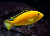 Ciclido Kakusa