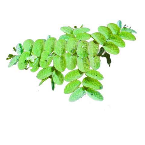 Salvinia natans
