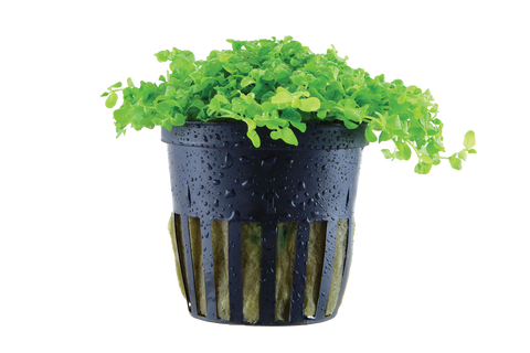 Micranthemun MonteCarlo